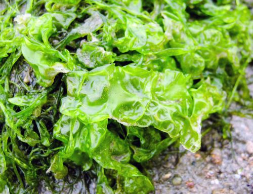 Ulva lactuca – Sea lettuce