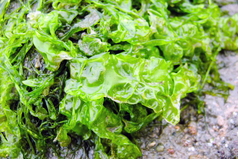 Ulva lactuca - Sea lettuce